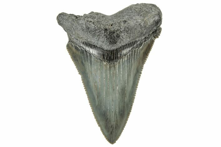 Serrated Angustidens Tooth - Megalodon Ancestor #326378